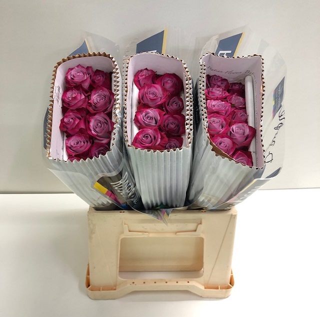 Rosa gr deep purple BT.jpg